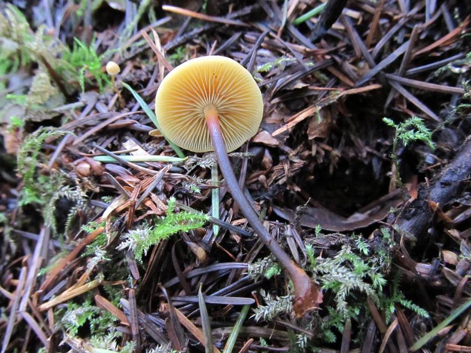 Xeromphalina fulvipes image