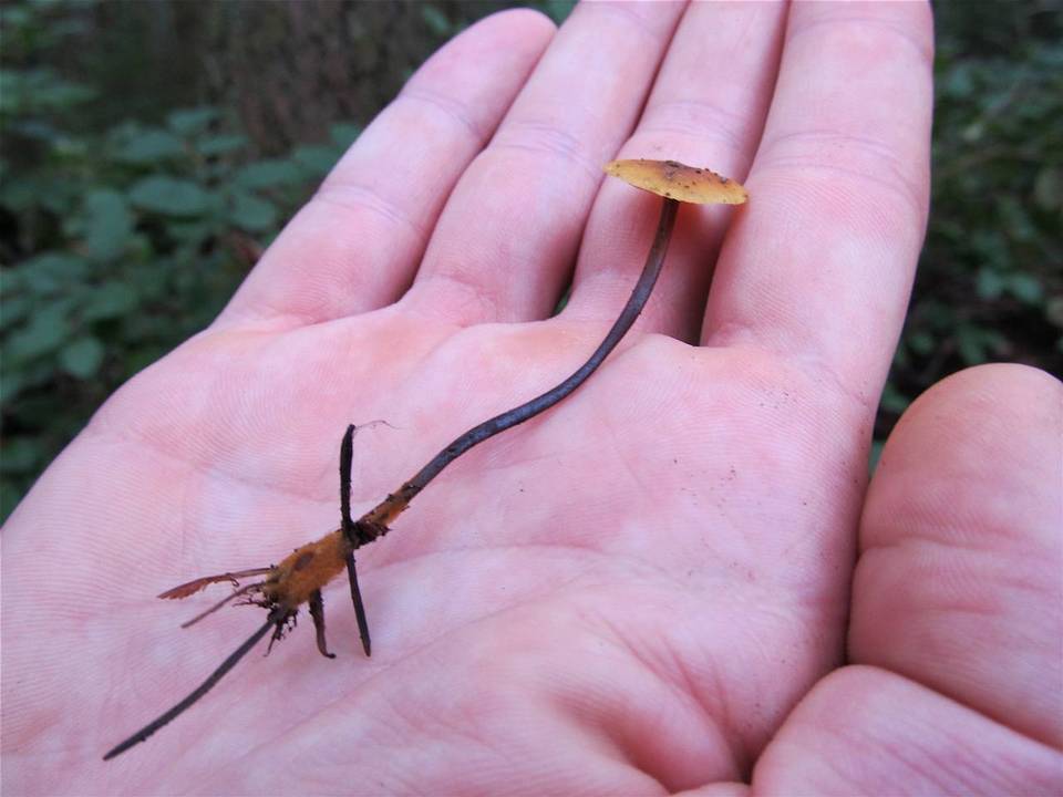 Xeromphalina fulvipes image