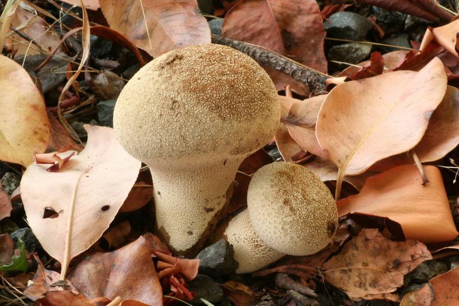 Vascellum lloydianum image