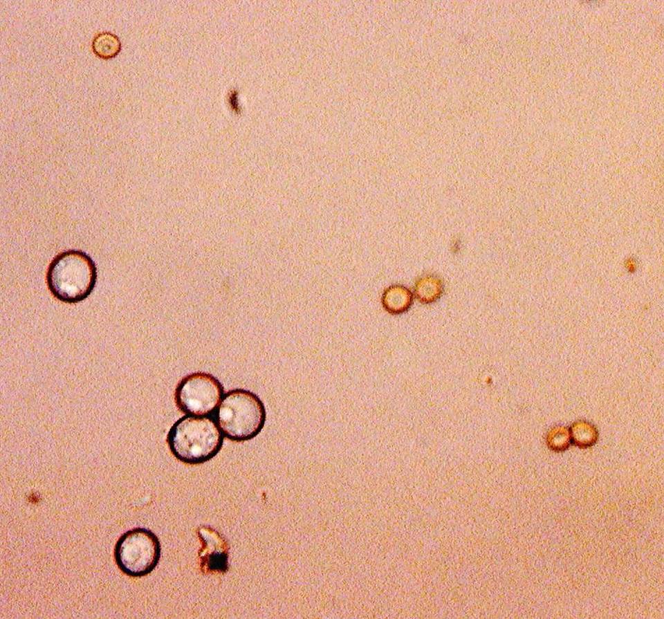 Aspergillus alliaceus image