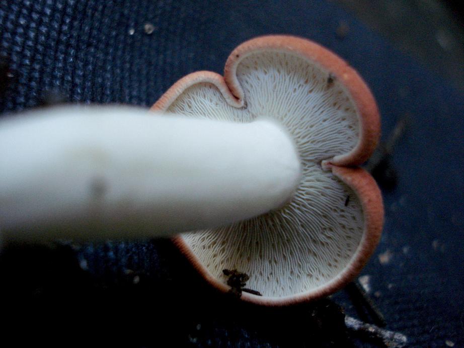 Leucopaxillus gracillimus image