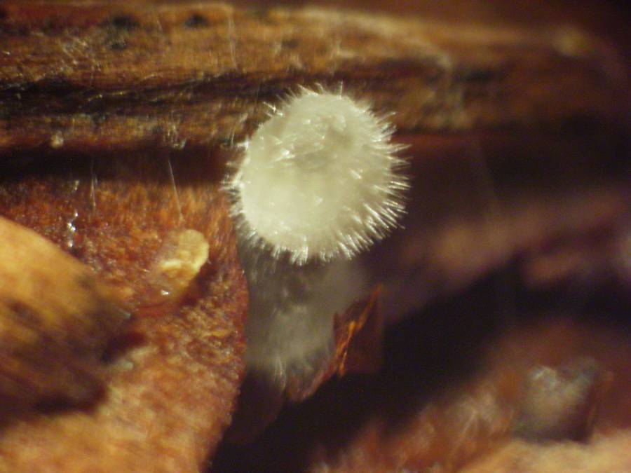 Mycena longiseta image