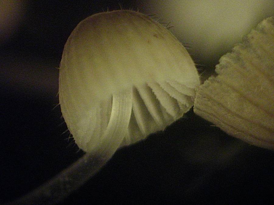 Mycena longiseta image