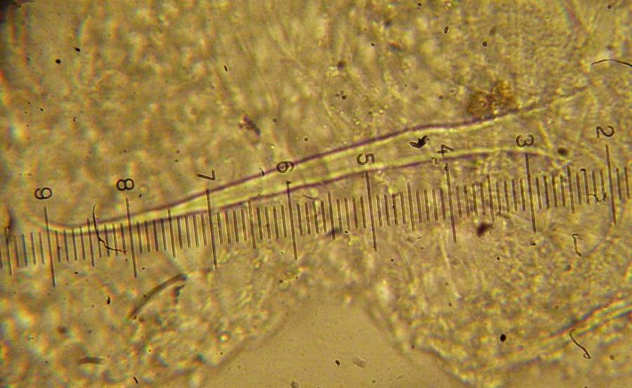 Mycena longiseta image