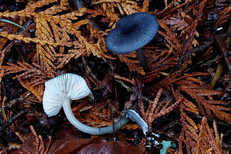 Leptonia yatesii image