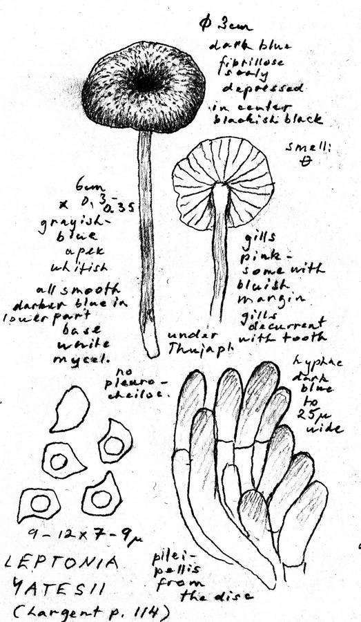 Leptonia yatesii image