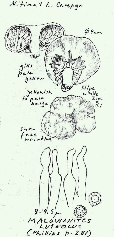 Macowanites luteolus image