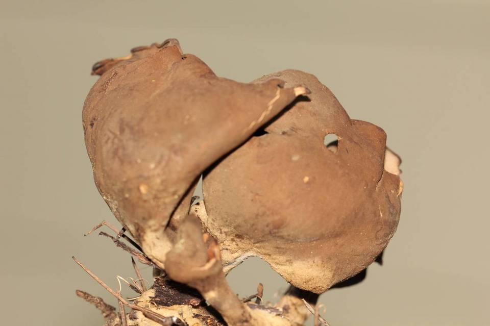 Otidea smithii image