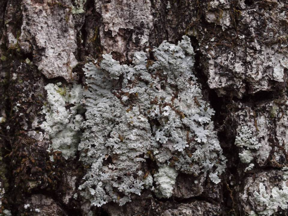 Heterodermia granulifera image