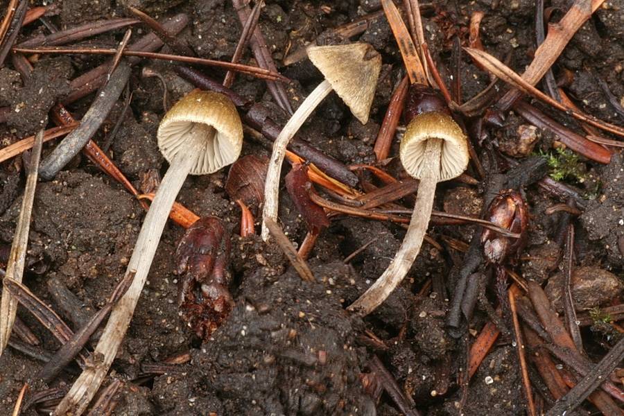 Entoloma araneosum image