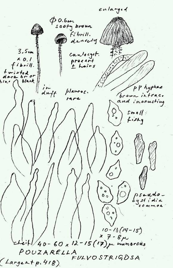 Entoloma araneosum image