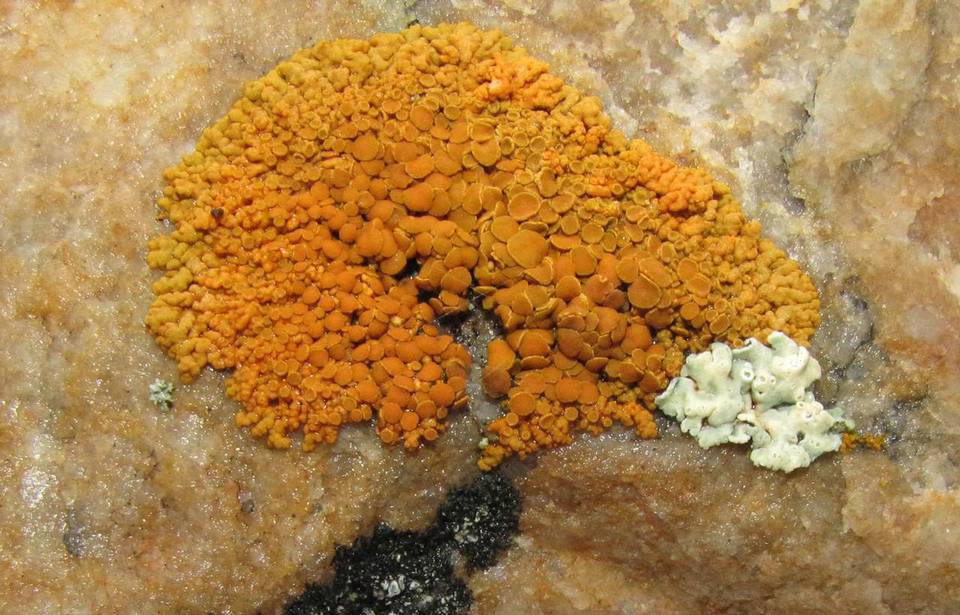 Caloplaca trachyphylla image