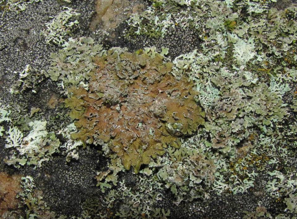 Melanelia subargentifera image