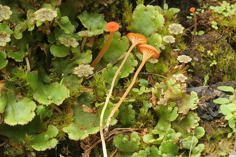 Loreleia marchantiae image