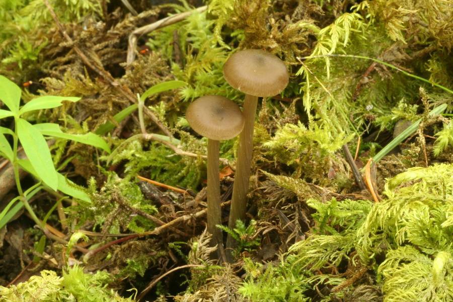 Entoloma ortonii image