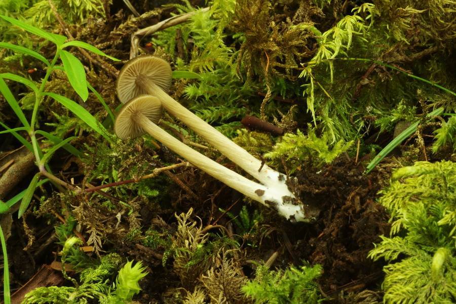Entoloma ortonii image