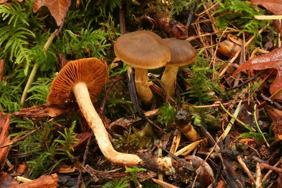 Cortinarius venetus image