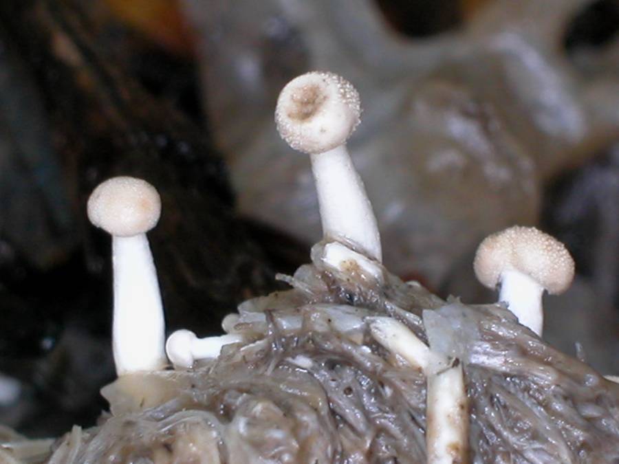 Onygena corvina image