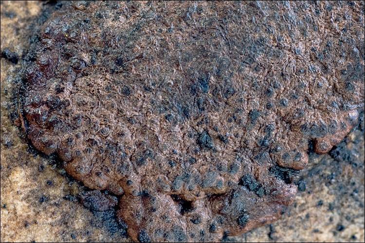 Hypoxylon petriniae image