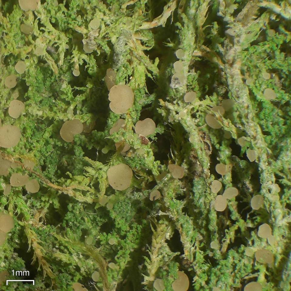 Biatora carneoalbida image