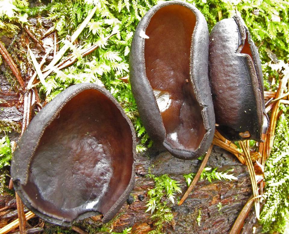 Pseudoplectania melaena image