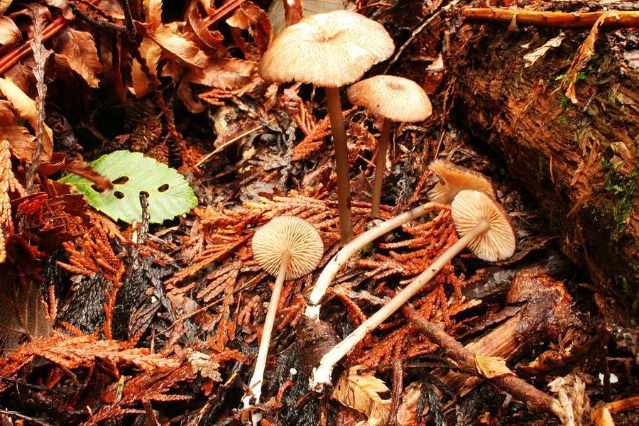 Entoloma fuligineomarginatum image