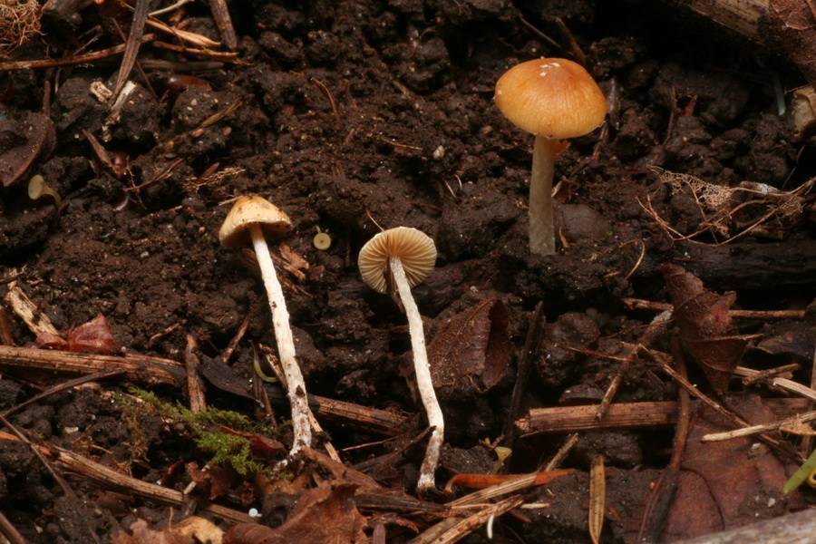 Conocybe brunneola image