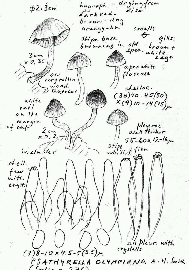 Psathyrella olympiana image