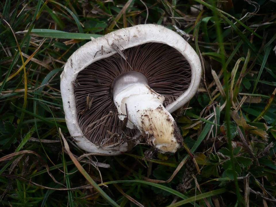 Agaricus pseudopratensis image