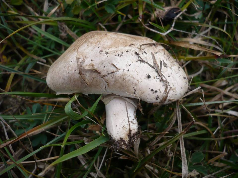 Agaricus pseudopratensis image