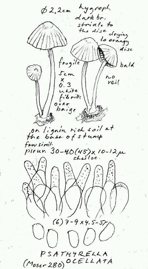 Psathyrella senex image