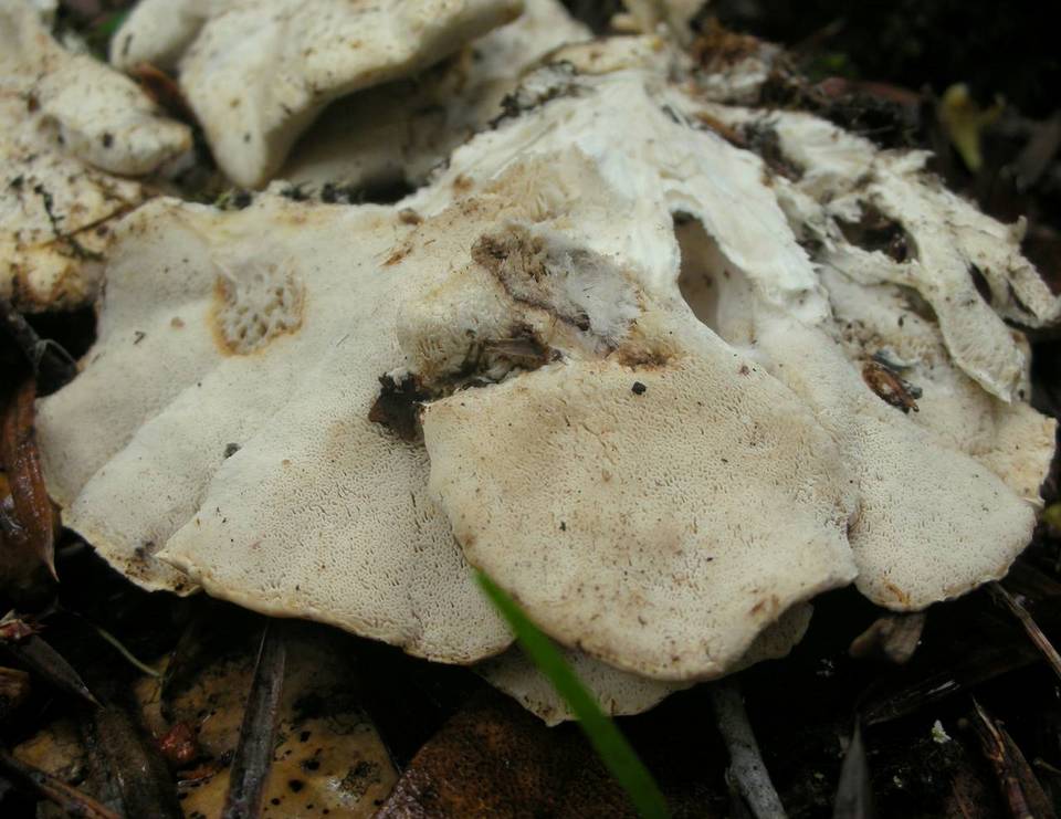 Oligoporus obductus image