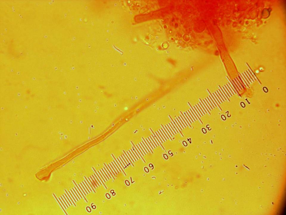 Oligoporus obductus image