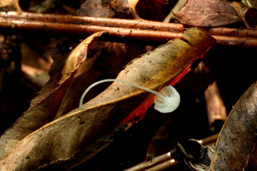 Hemimycena ignobilis image