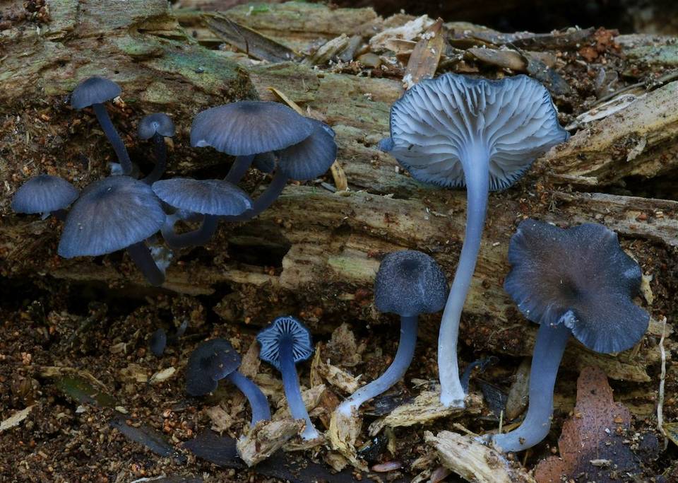 Entoloma melanocephalum image