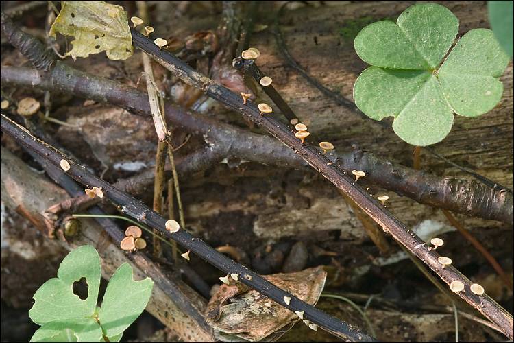 Hymenoscyphus fraxineus image