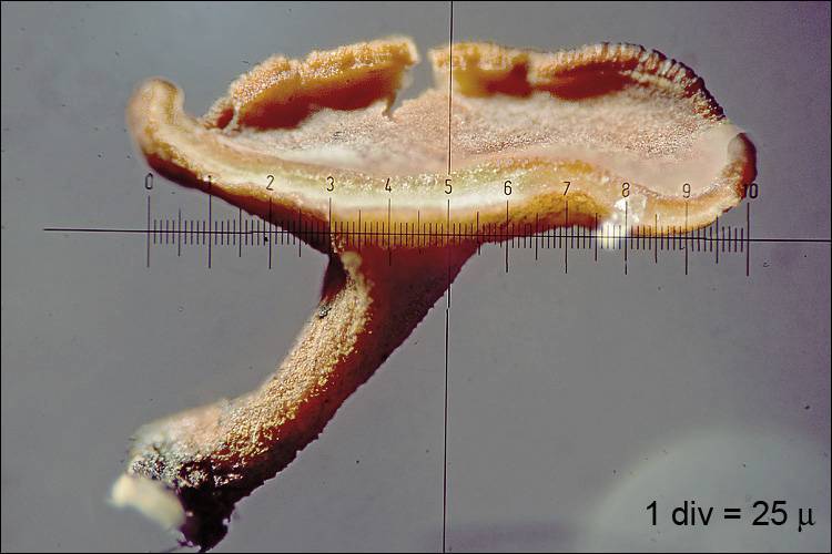 Hymenoscyphus fraxineus image