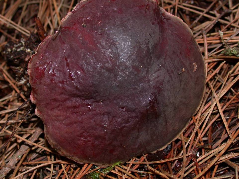 Xerocomus zelleri image