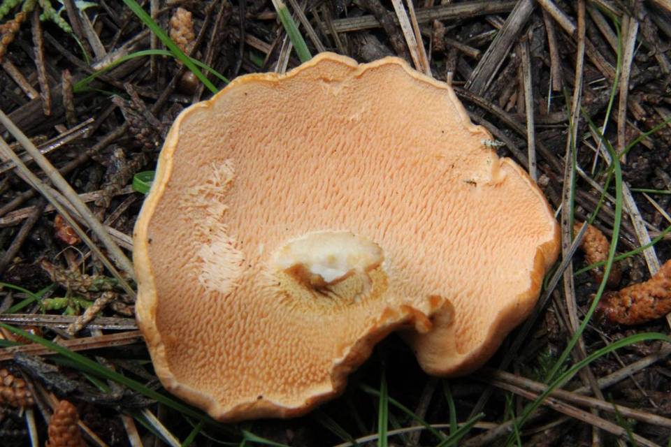 Hydnum oregonense image
