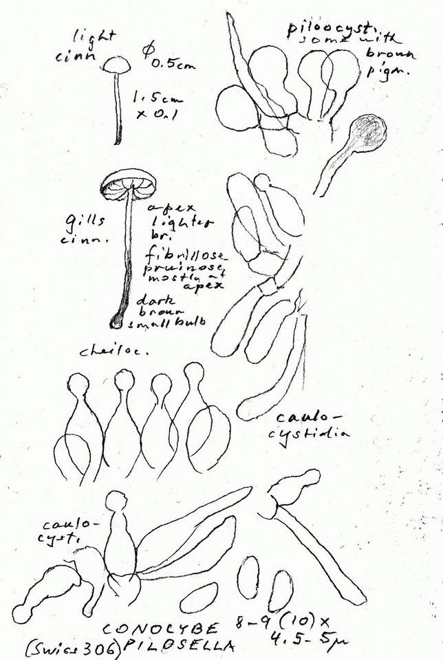 Conocybe pilosella image