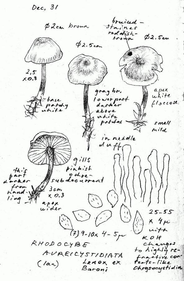 Rhodocybe aureicystidiata image
