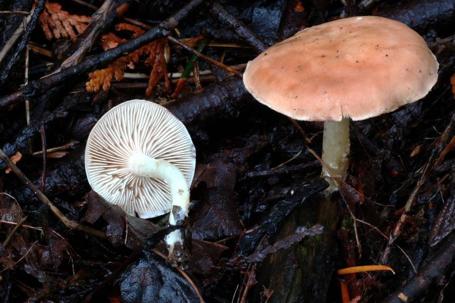 Rhodocybe nuciolens image