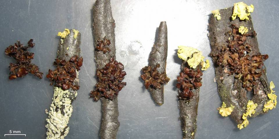 Cetraria sepincola image