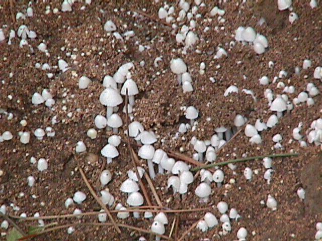 Termitomyces image