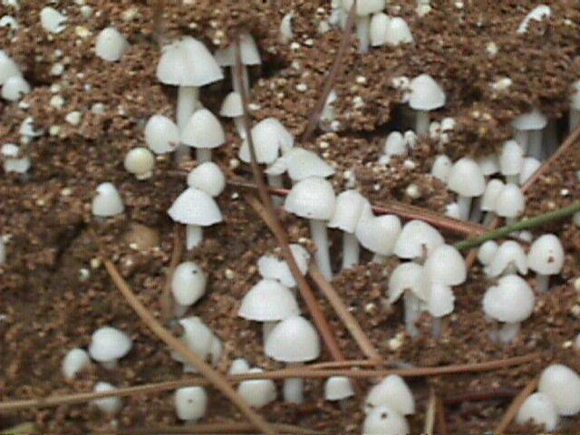 Termitomyces image