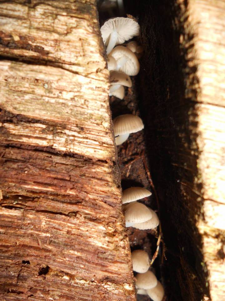 Mycena aprilis image
