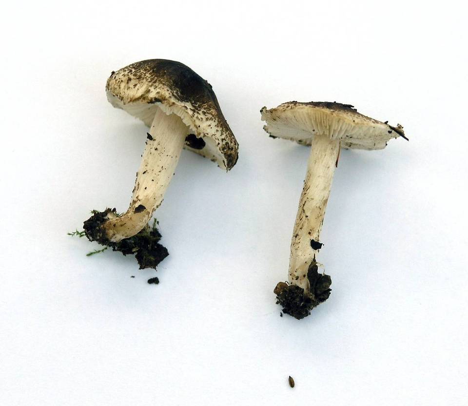 Lepiota phaeoderma image