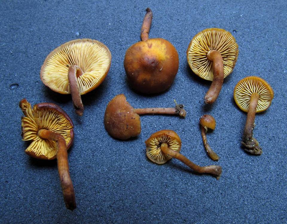 Gymnopilus josserandii image
