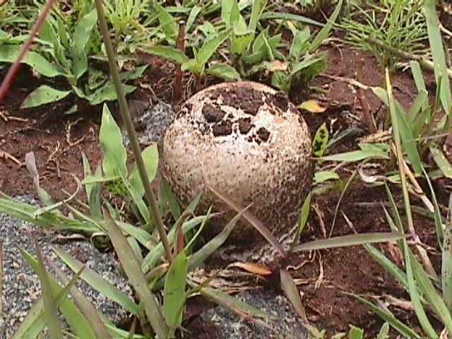 Termitomyces reticulatus image