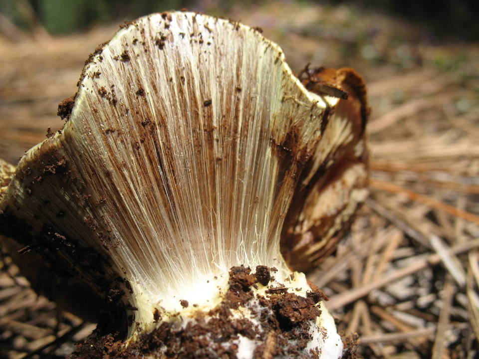 Cortinarius verrucisporus image